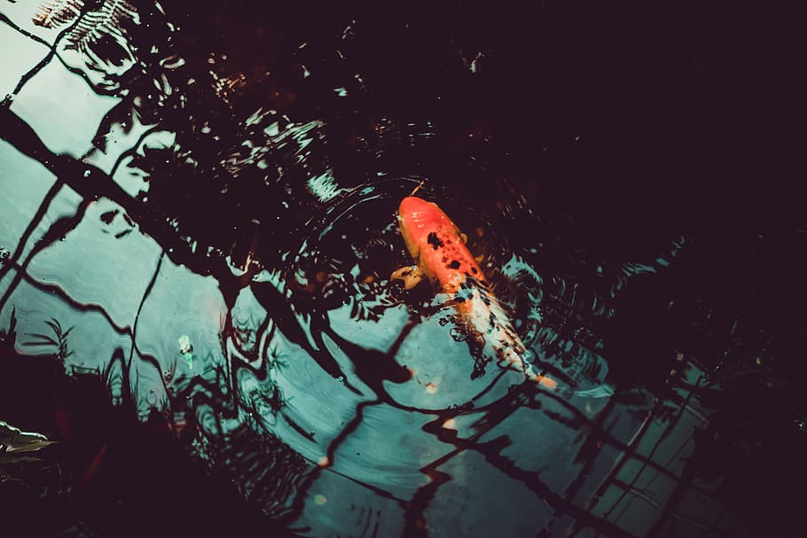 fish, water, conservatory, dark, orange, flow, smooth, mood HD wallpaper