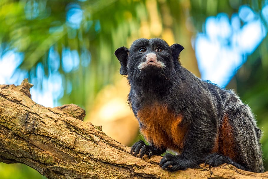 Mustelids, animal, wildlife, monkey, luttelgeest, mammal, ape HD wallpaper