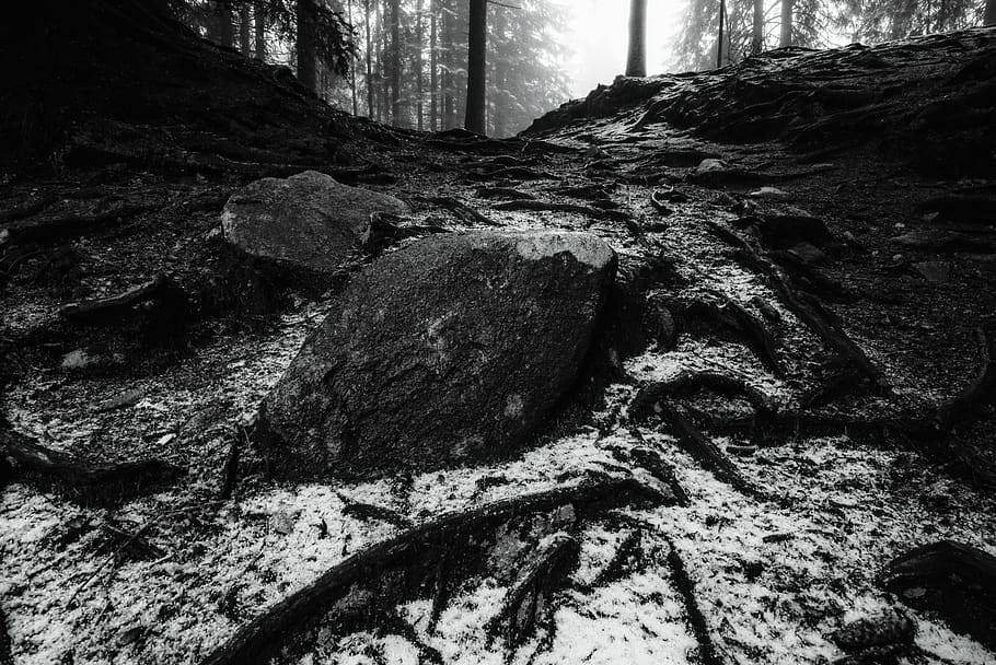 forest, rocks, winter, cold, ze, snow, nature, closeup, roots HD wallpaper