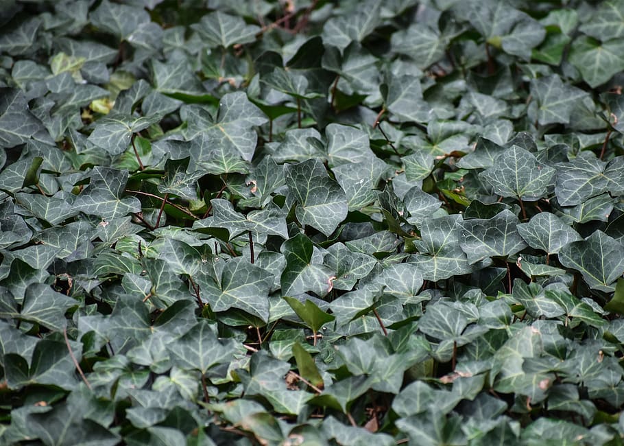 leaf, backgrounds, full frame, plant part, green color, food HD wallpaper