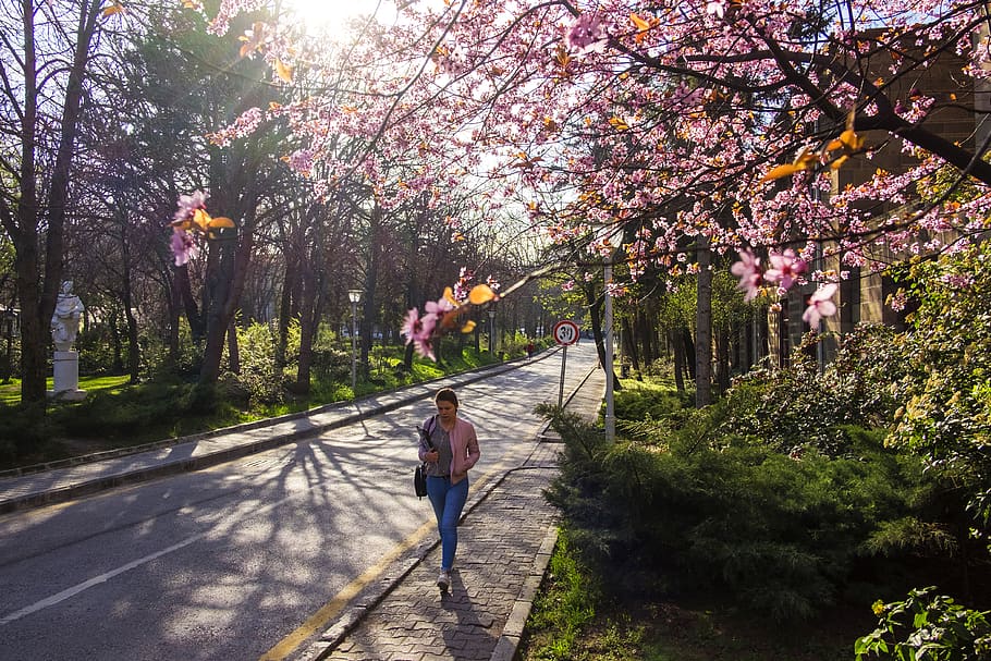 ankara, turkey, spring, flower, road, woman, tree, plant, real people HD wallpaper