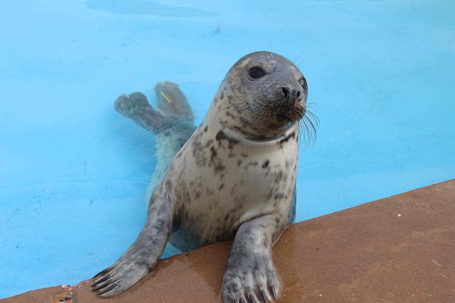 seal, animal wildlife, one animal, animal themes, animals in the wild HD wallpaper