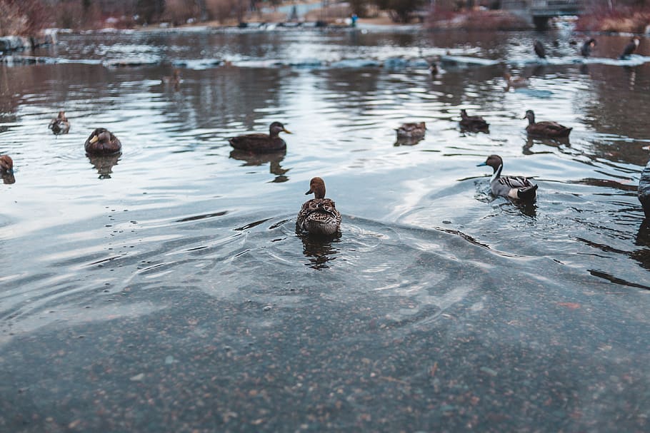 mallard ducks on pond, group of animals, bird, water, animal wildlife HD wallpaper