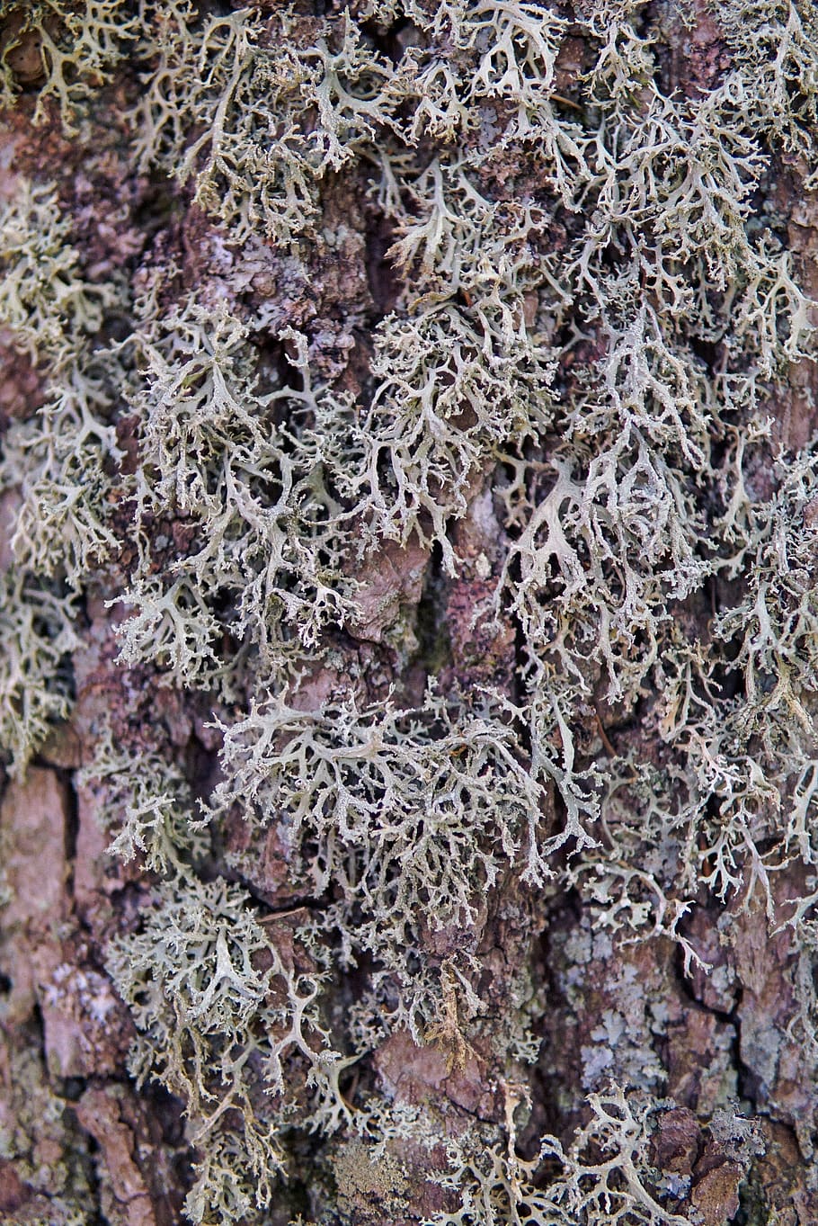 belgium, vielsalm, tree, texture, moss, wood, nature, moss on tree HD wallpaper
