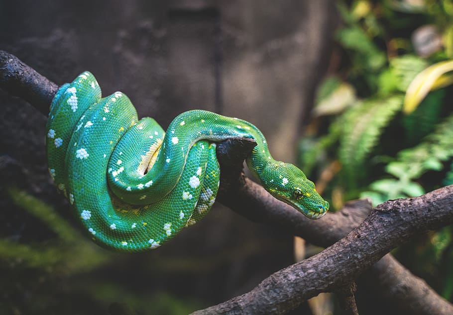 green snake on tree branch, wildlife, reptile, detroit zoo, green tree python