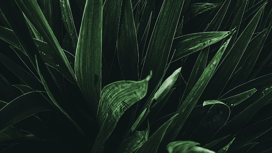 close photo of linear leafed plant, green, texture, wallpaper HD wallpaper