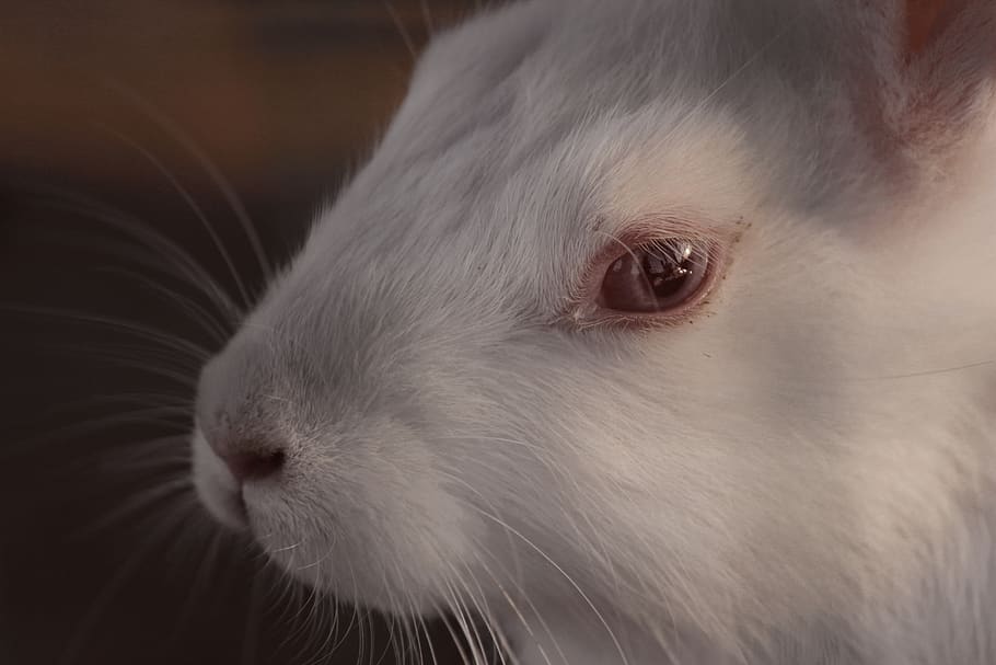 rabbit, easter, white rabbit, animal themes, one animal, mammal HD wallpaper