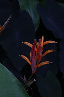 barbados, plant part, leaf, growth, beauty in nature, close-up HD wallpaper