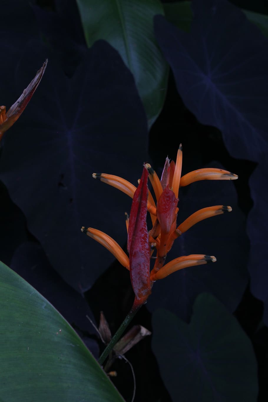 barbados, plant part, leaf, growth, beauty in nature, close-up HD wallpaper