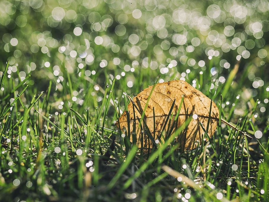 abstract, bokeh, green, spring, grass, leaf, dew, morning, plant HD wallpaper