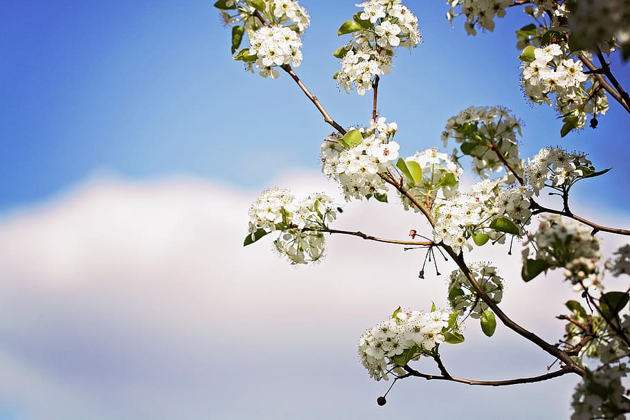 Photography of Cherry Blossoms, bloom, blooming, blur, branches HD wallpaper
