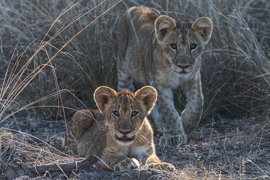 two cubs lying on brown grass, animal wildlife, animal themes HD wallpaper