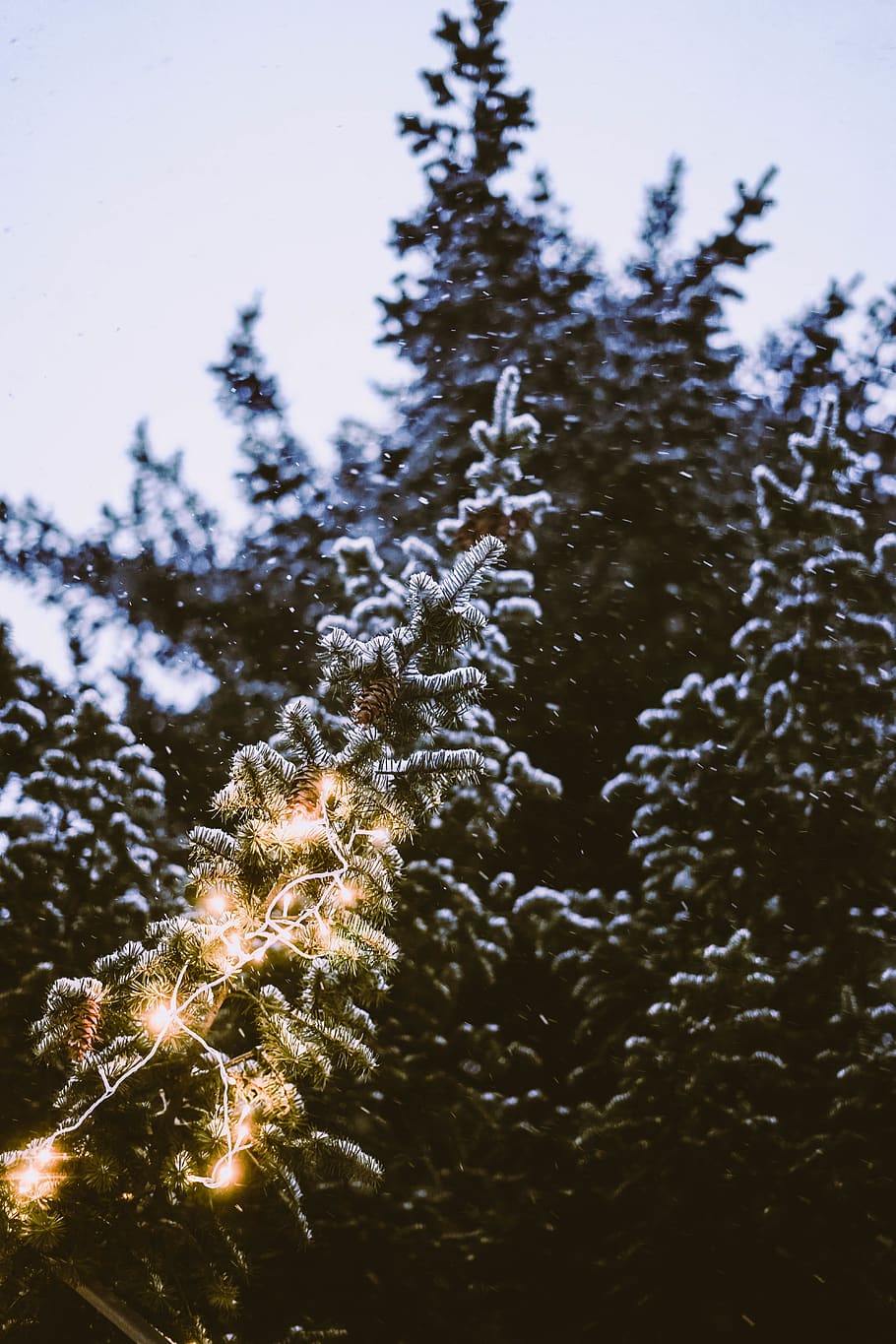 green icy tree, plant, conifer, fir, abies, spruce, pine, larch HD wallpaper