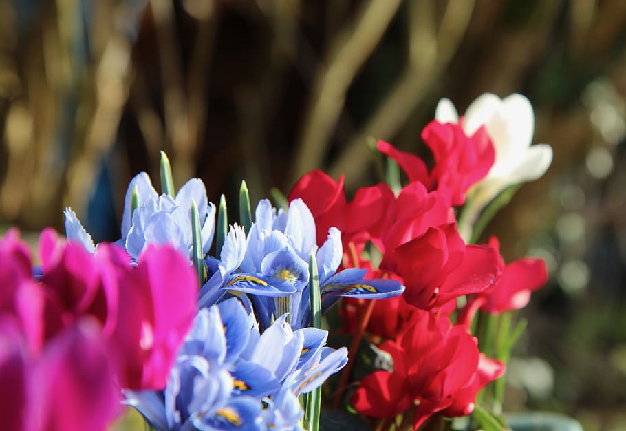 iris blue, cyclamen, cyclamen red, flowering, flowering plant HD wallpaper