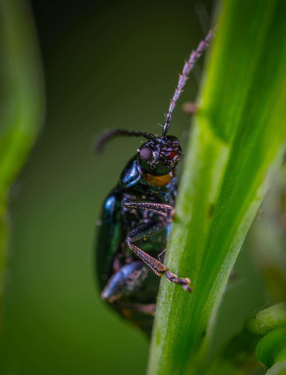Beetle On Leaf In Macro Photography, bug, close-up, insect, little HD wallpaper