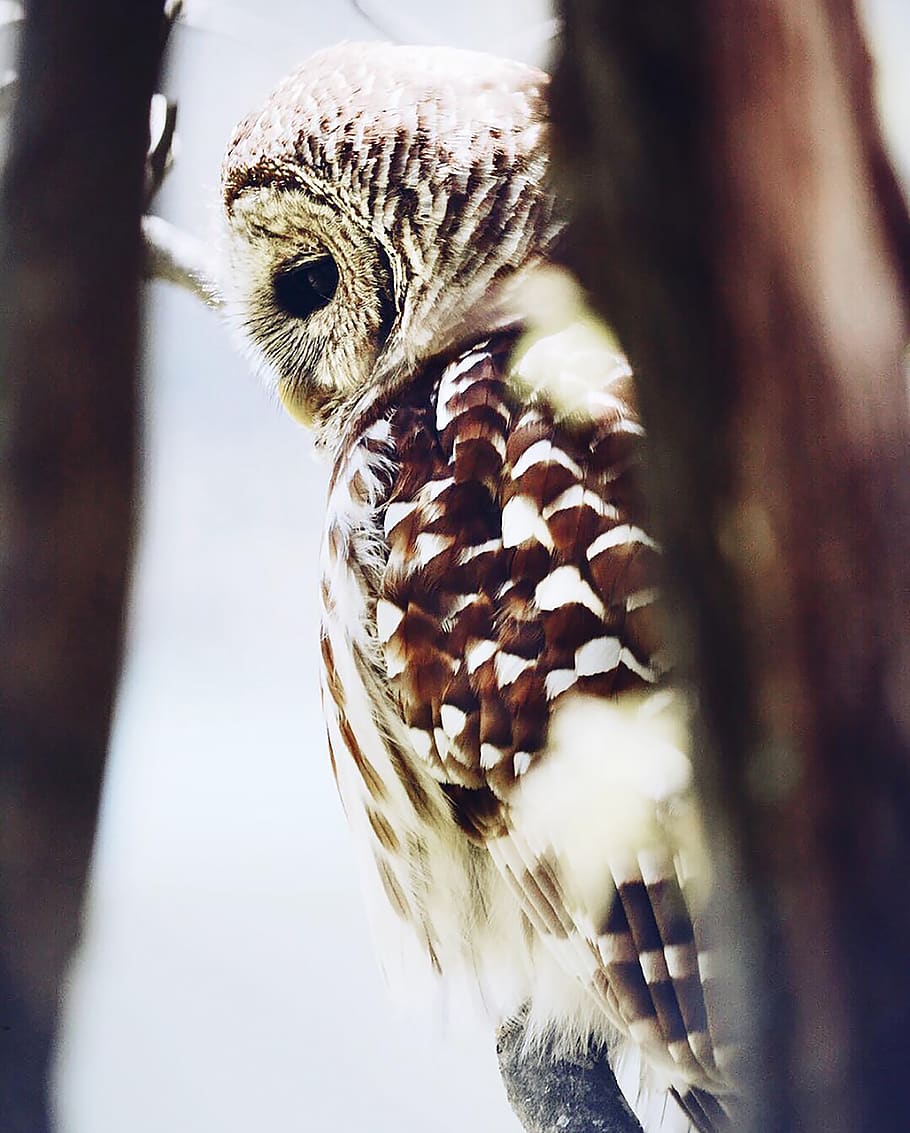 owl, woods, forest, nature, animal themes, one animal, animal wildlife HD wallpaper