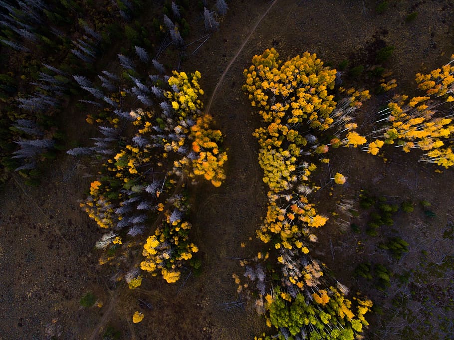 aerial, trees, forest, woods, autumn, fall, travel, adventure HD wallpaper
