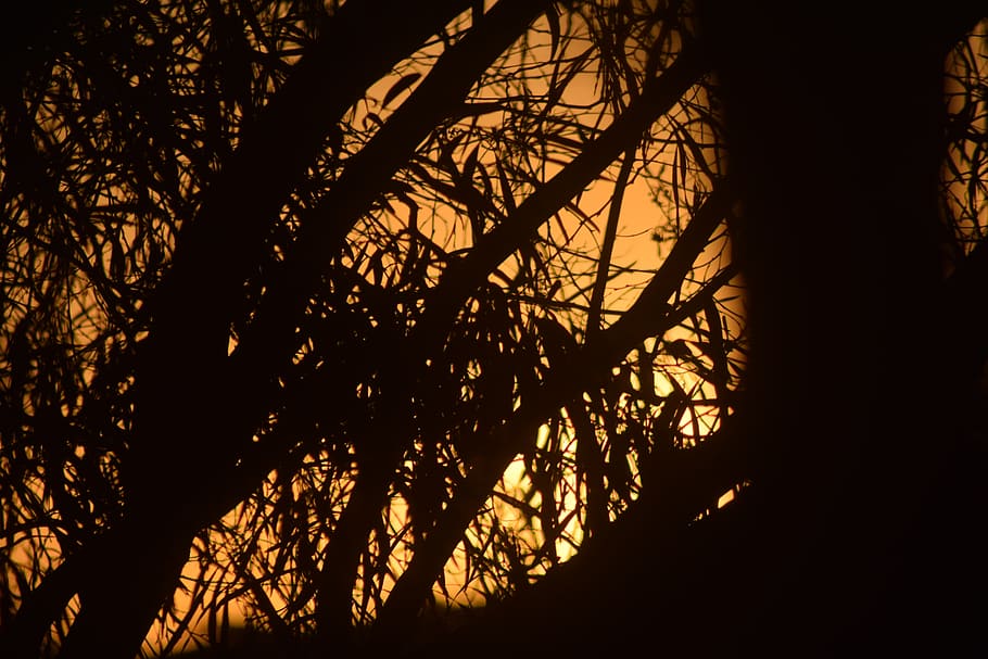 sunset, trees, nature, silhouette, plant, branch, no people HD wallpaper