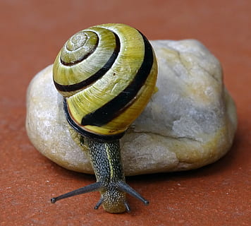 snail, shellfish, garden snail, view, casing, mollusk, gastropoda HD wallpaper