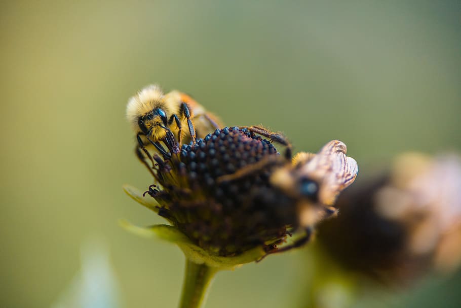 bee on flower, insect, bug, plant, perched, pollen, outdoors HD wallpaper