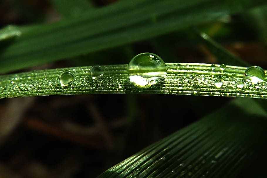 grass, dew-drop, nature, wet, green color, leaf, water, plant part HD wallpaper