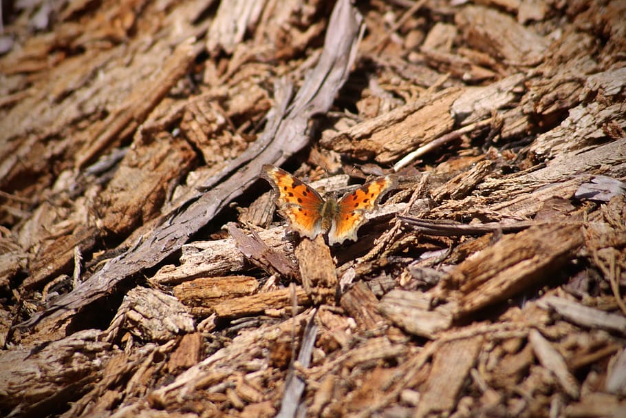 selective focus, animal themes, no people, nature, one animal HD wallpaper
