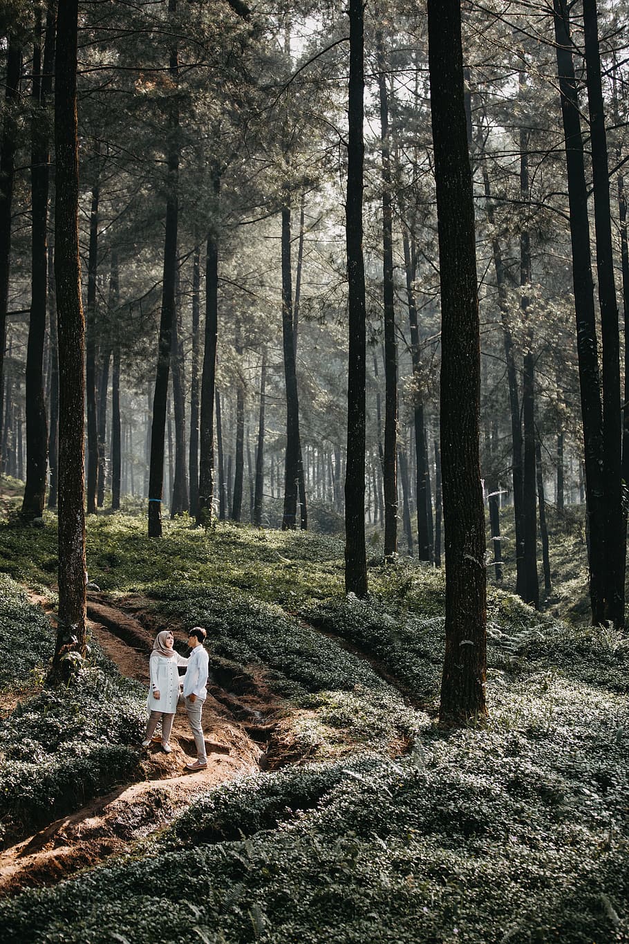 man and woman standing next to each other in a forest with tall trees during daytime HD wallpaper