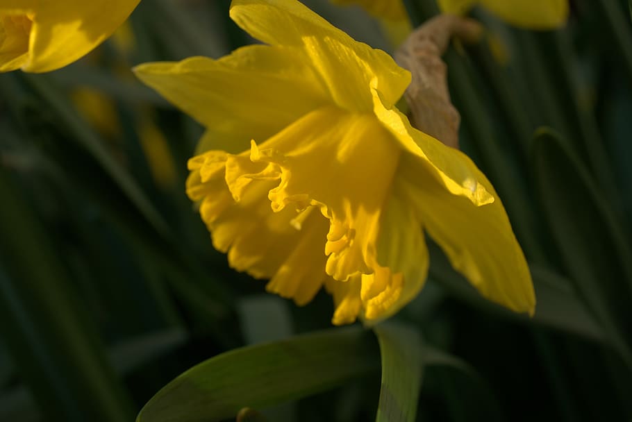 daffodil, narcissus, easter, yellow, spring, blossom, bloom HD wallpaper