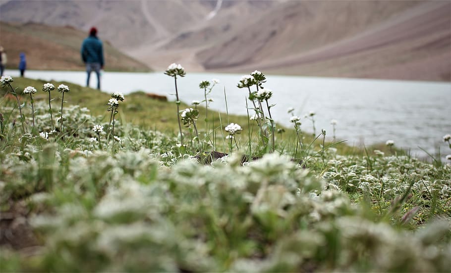 Man Standing Near the River, bloom, blooming, blossom, bright HD wallpaper
