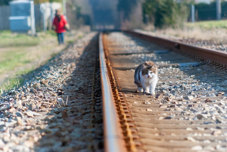 track, path, cat, hiking, pedestrian, landscape, trail, picture HD wallpaper