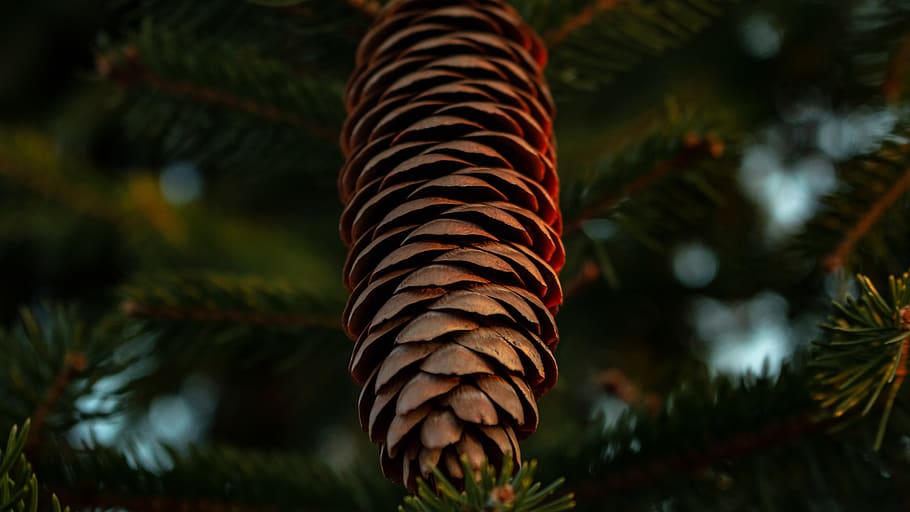 trees, forest, pine cone, greenery, sunset, nature, earth, focus on foreground HD wallpaper