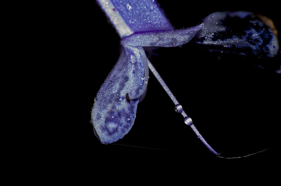 macro, flower, blue, black background, drop, close-up, studio shot HD wallpaper