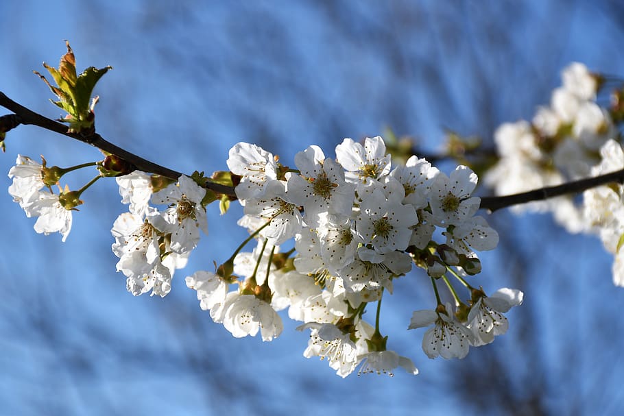 white flowers, branches, spring, blossom, blooming, nature HD wallpaper