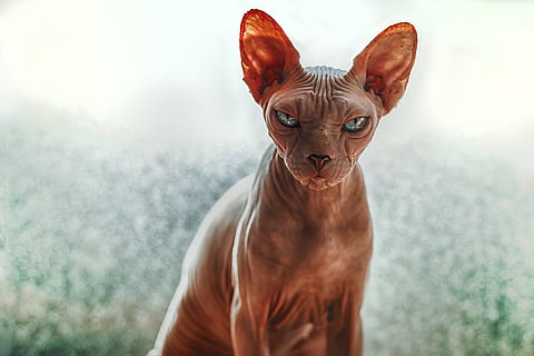 close-up photography of Sphynx cat, ear, face, wrinkle, egyptian cat HD wallpaper