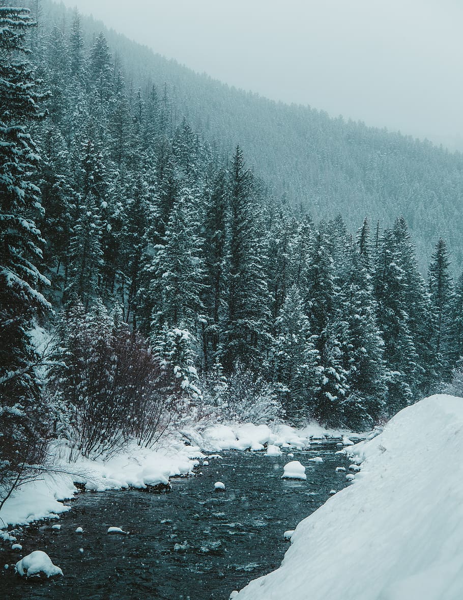 pine trees covered with snow, plant, fir, abies, nature, outdoors HD wallpaper