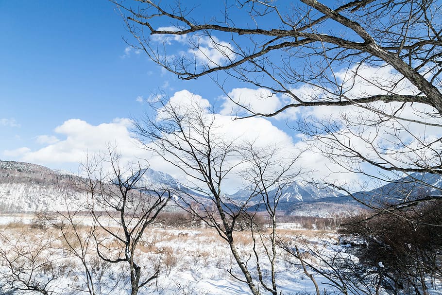 japan, nikko, winter, tree, landscape, cold, snow, sky, plant HD wallpaper