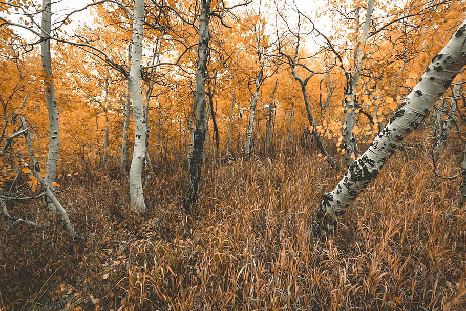 brown trees, autumn, plant, land, change, nature, beauty in nature HD wallpaper
