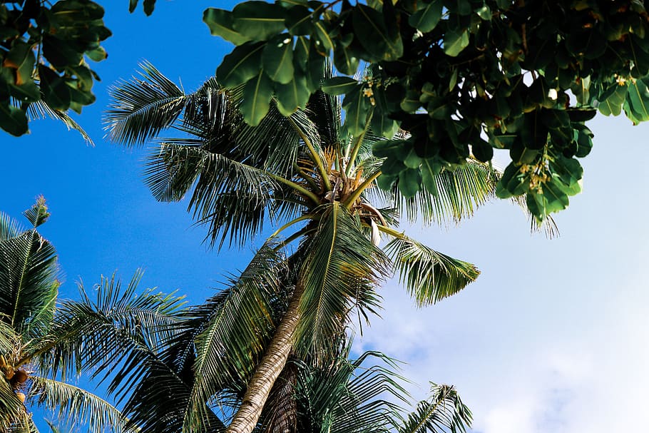 philippines, malay, boracay, tree, sky, beach, plant, palm tree HD wallpaper