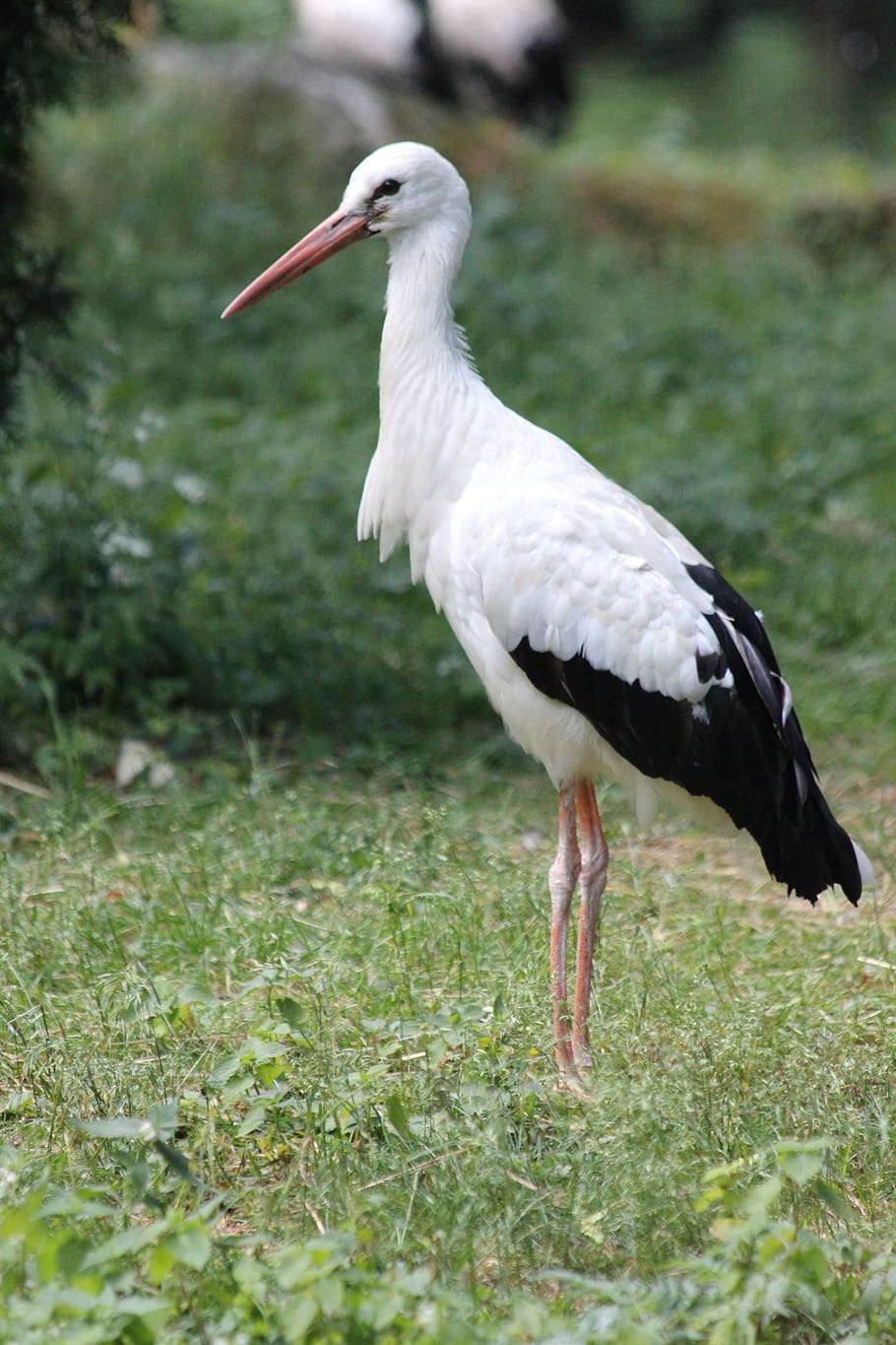 stork, bird, feathered race, white, animals, living nature, HD wallpaper