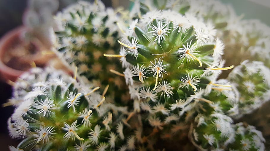 cactus, prickly, geometric, fuzzy, stars, green, white, plant HD wallpaper
