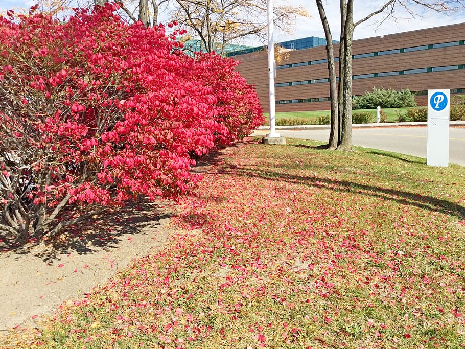 plant, tree, maple, toronto, autumn color, canada, blossom HD wallpaper