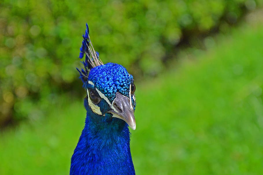 peacock, bird, nature, feather, colorful, iridescent, meadow HD wallpaper