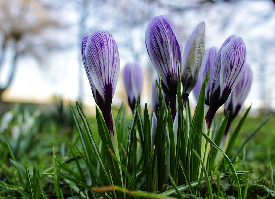 crocus, purple, flower, violet, green, grass, spring, nature HD wallpaper