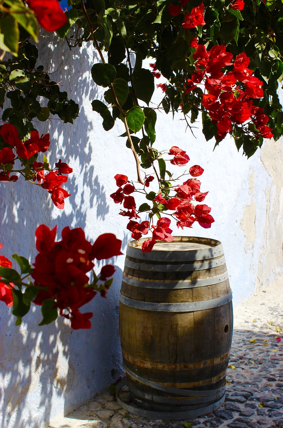 red-petaled flowers, plant, leaf, geranium, blossom, rose, tree HD wallpaper