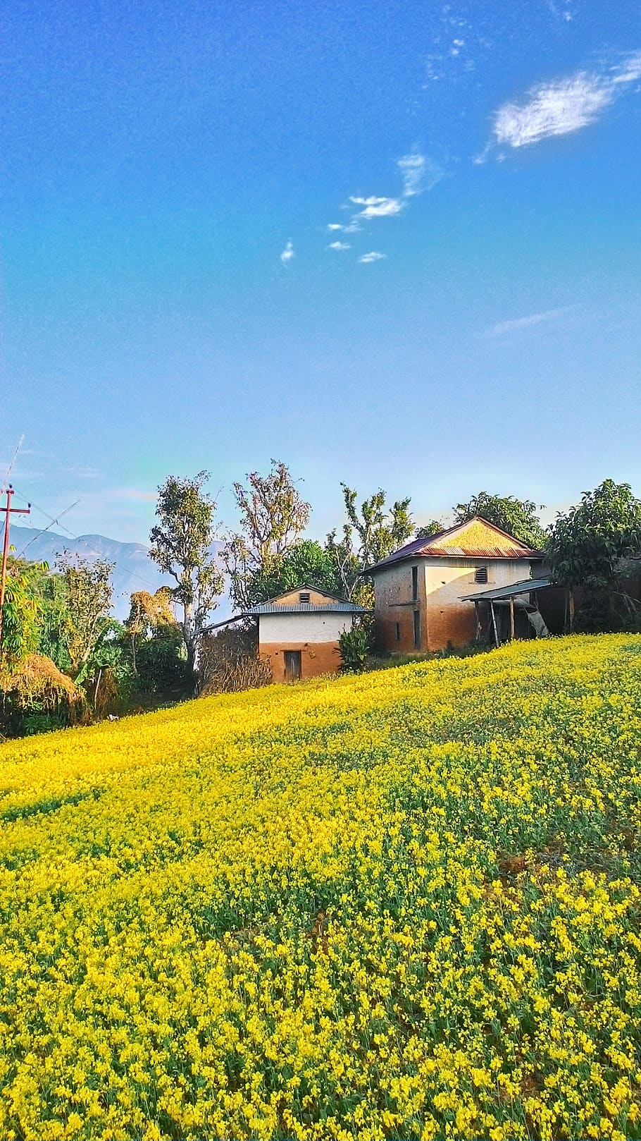nepal, sandhikharka, plant, yellow, growth, field, flower, sky HD wallpaper