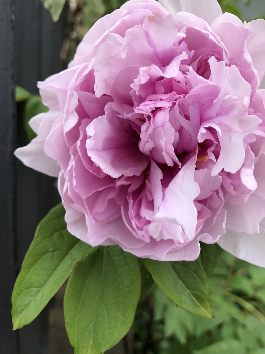 flower, rosa, pink rose, spring, romance, nature, flowers, petal HD wallpaper