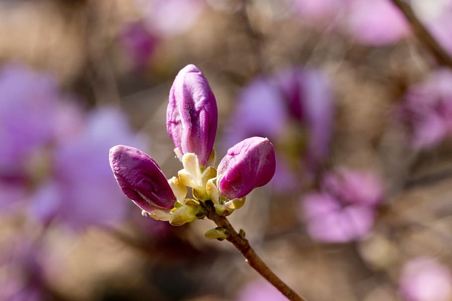 azalea, spring, flowers, nature, plants, flowering, the shining HD wallpaper