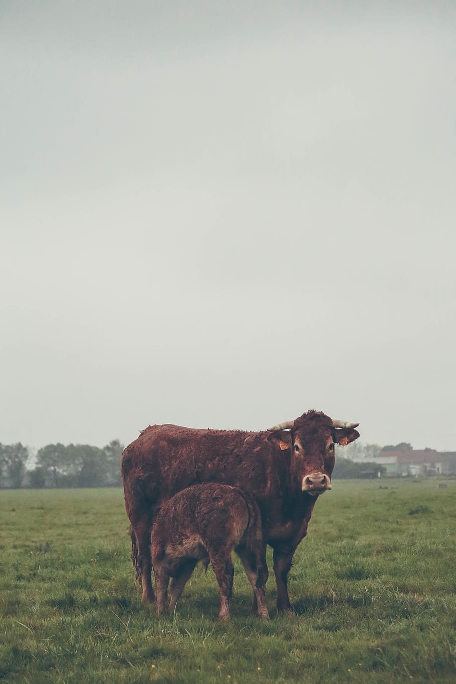 Animals in the wild., france, tournan-en-brie, food, nature, plant HD wallpaper