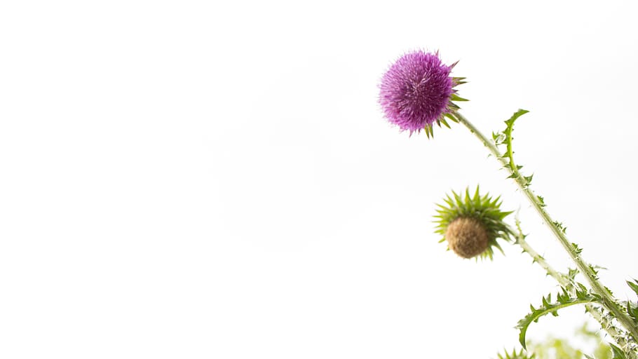thistle, flower, background, flowering plant, freshness, beauty in nature HD wallpaper