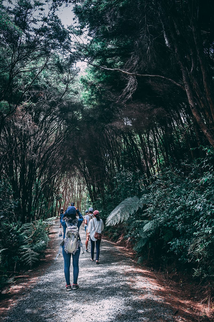 Group of People Walking in Forest, adult, adventure, backpack HD wallpaper